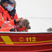 BRH-Rettungshundestaffel_Bild-15